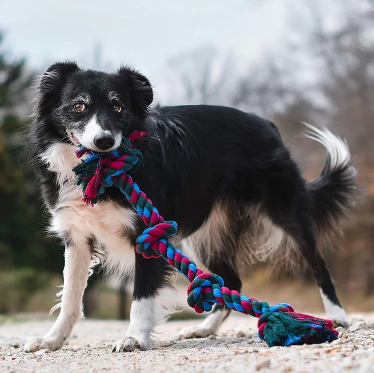 Mammoth Pet Flossy Chews Color 4 Knot Tug - Durable Cotton Dog Rope Toy for Interactive Play