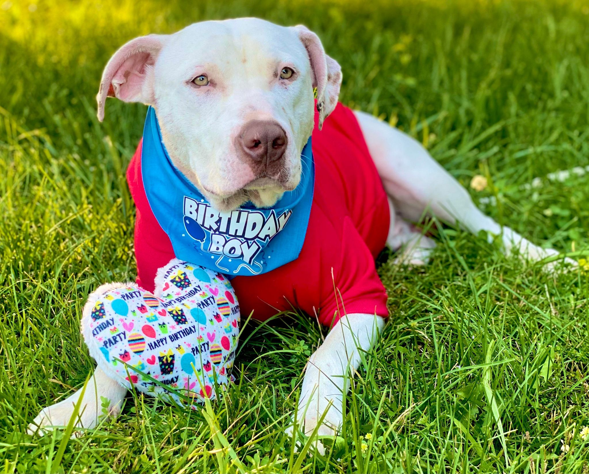 Celebration Paws: 'Birthday Girl' & 'Birthday Boy' Pet Bandanas – Perfect for Your Furry Friend's Special Day