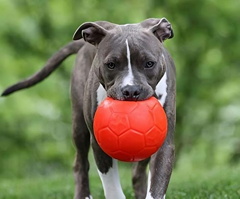 Enhance Your Dog's Playtime with the JOLLYPET Mini Jolly Soccer Ball