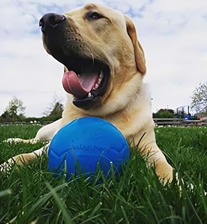 Enhance Your Dog's Playtime with the JOLLYPET Mini Jolly Soccer Ball