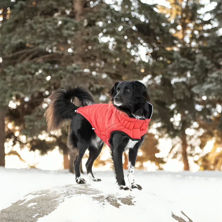 GF Pet's Chalet Jacket: Reversible and Adjustable ElastoFit Design