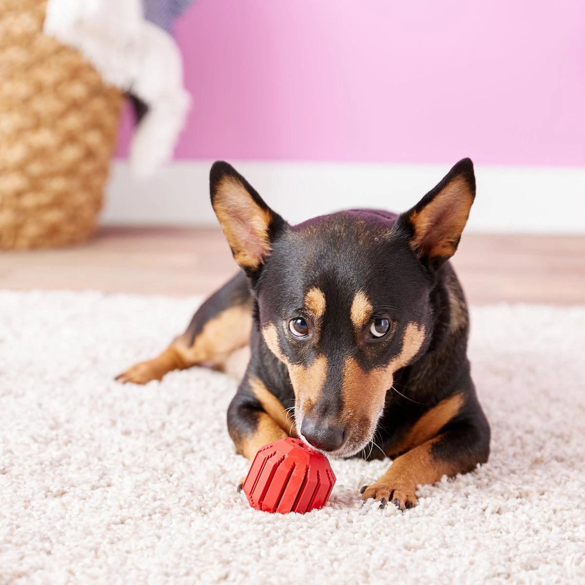 KONG Stuff-A-Ball - Durable Dog Toy for Chewing, Treat Dispensing, and Dental Health