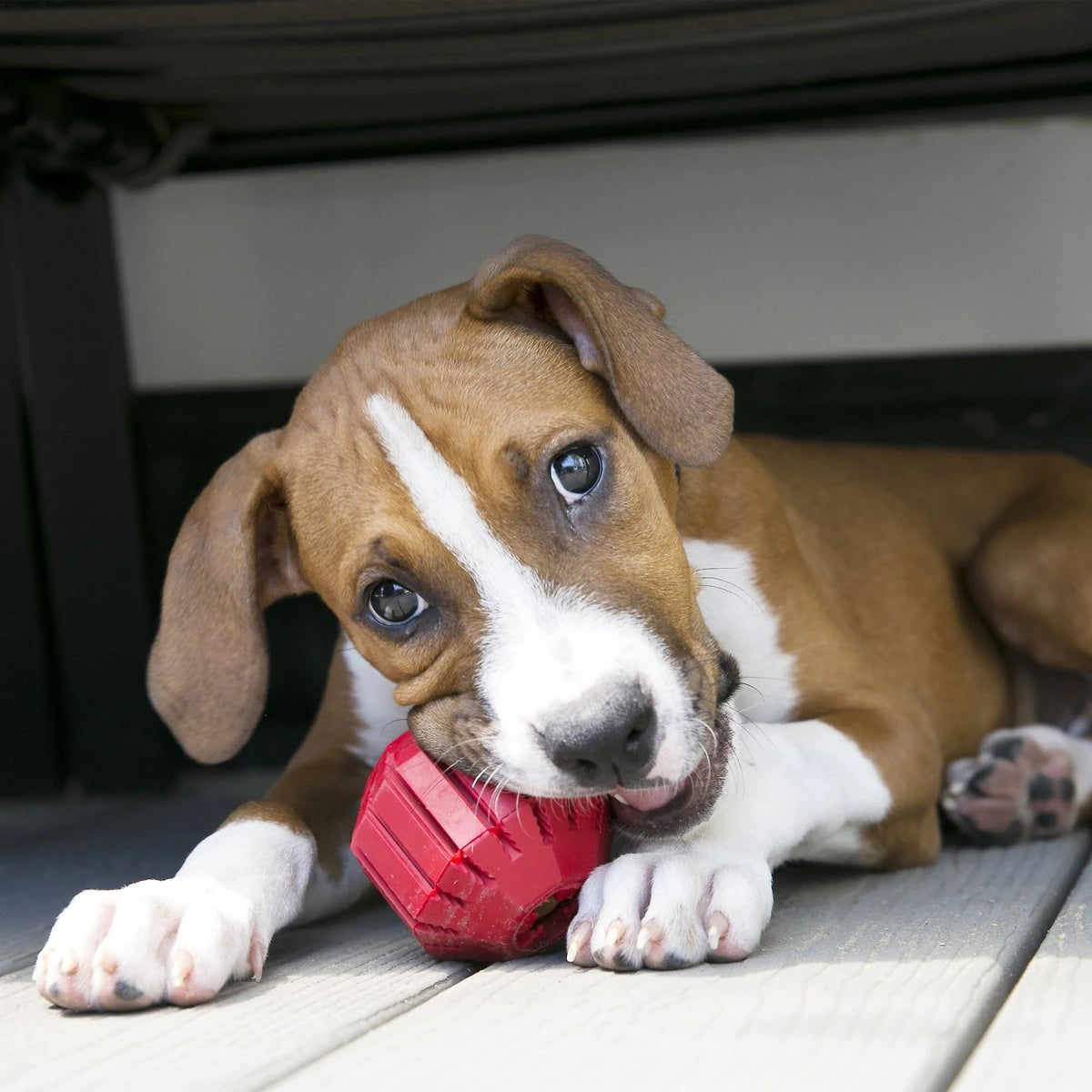 KONG Stuff-A-Ball - Durable Dog Toy for Chewing, Treat Dispensing, and Dental Health