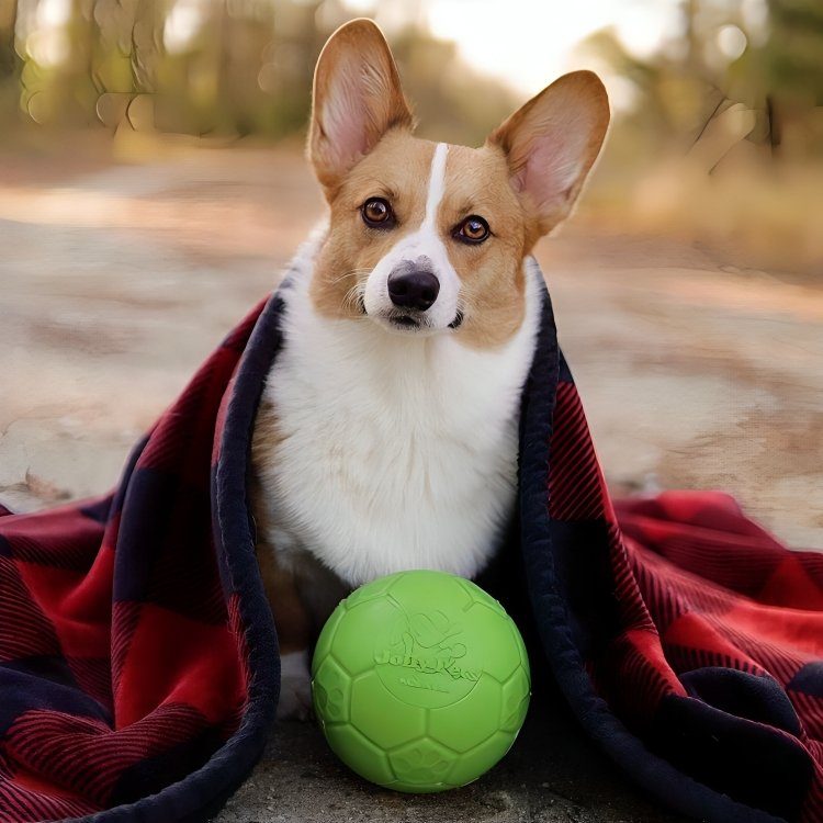 Enhance Your Dog's Playtime with the JOLLYPET Mini Jolly Soccer Ball