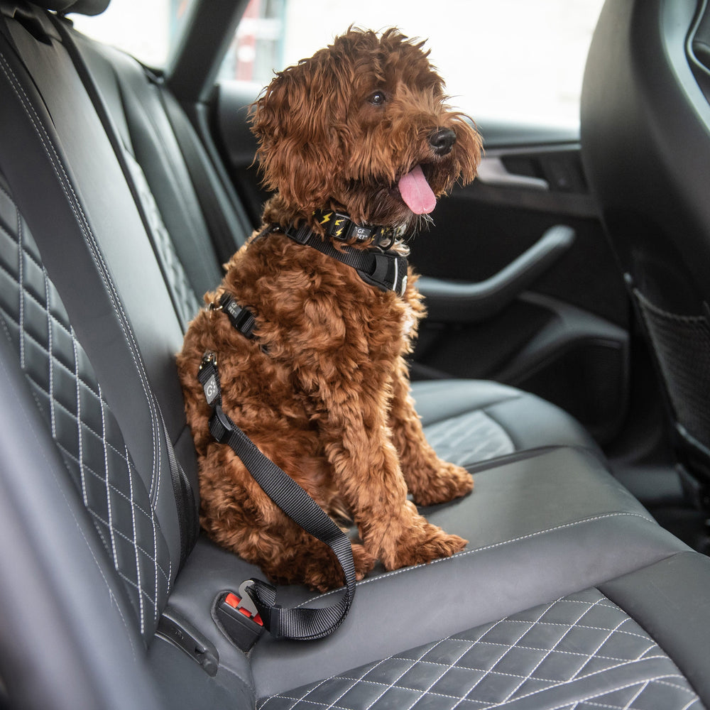 Pet Car Seat Belt – Secure Travel Tether for Dogs & Cats