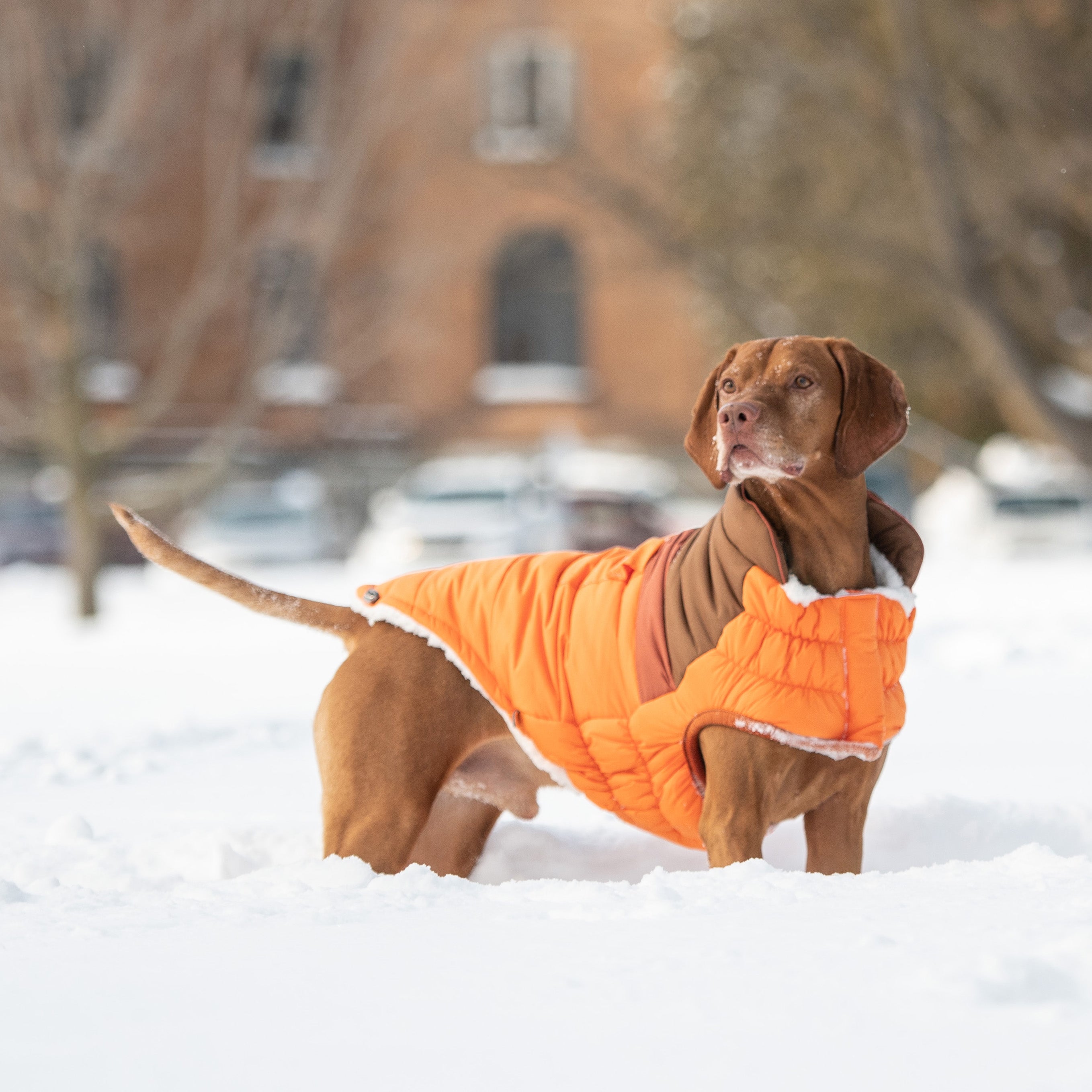 Orange Campfire Puffer Jacket – Ultra Puff, Warm, & Stylish