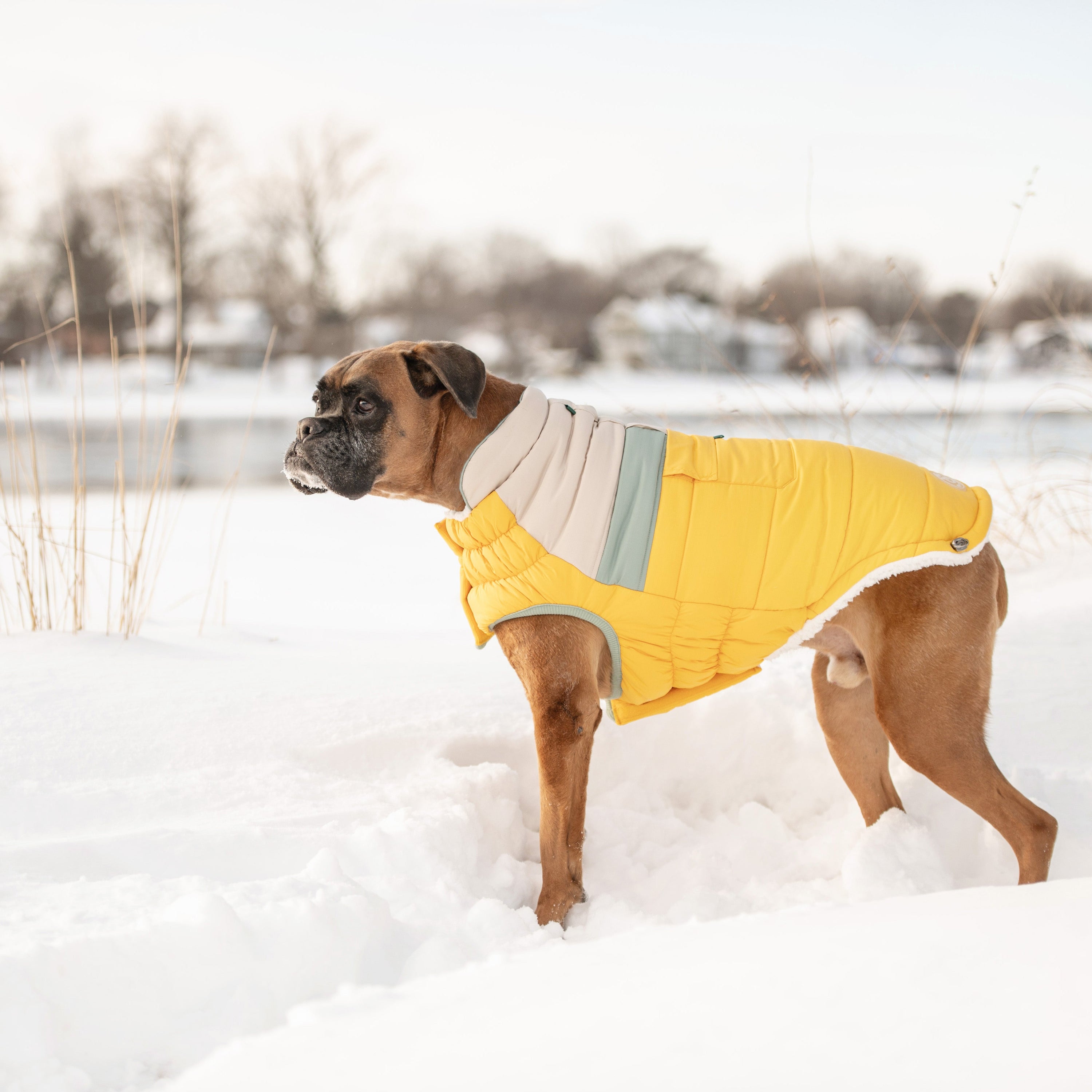 Yellow Campfire Puffer Jacket – Ultra Puff, Warm, & Stylish