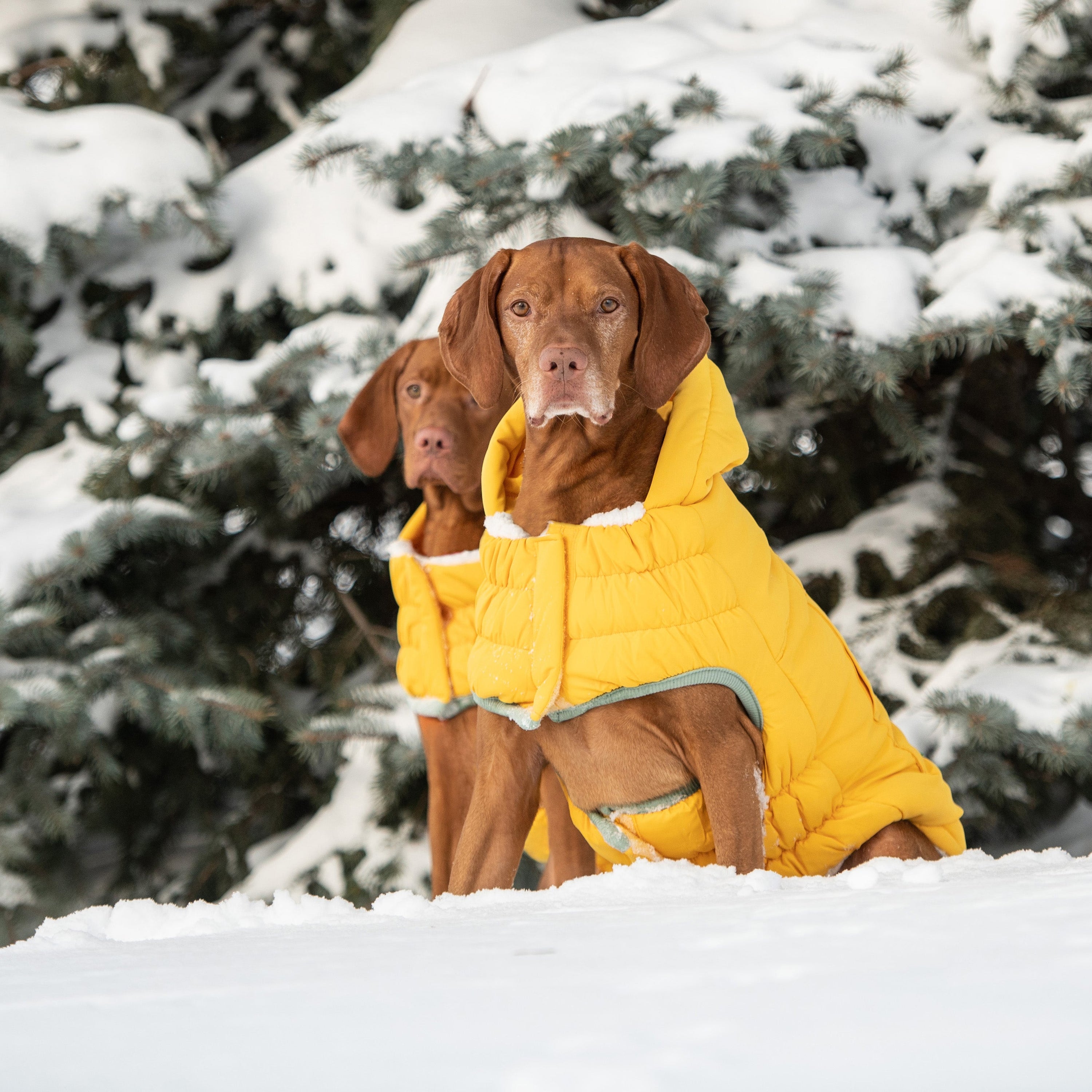 Yellow Arctic Dog Parka - Cozy Winter Coat for Pets