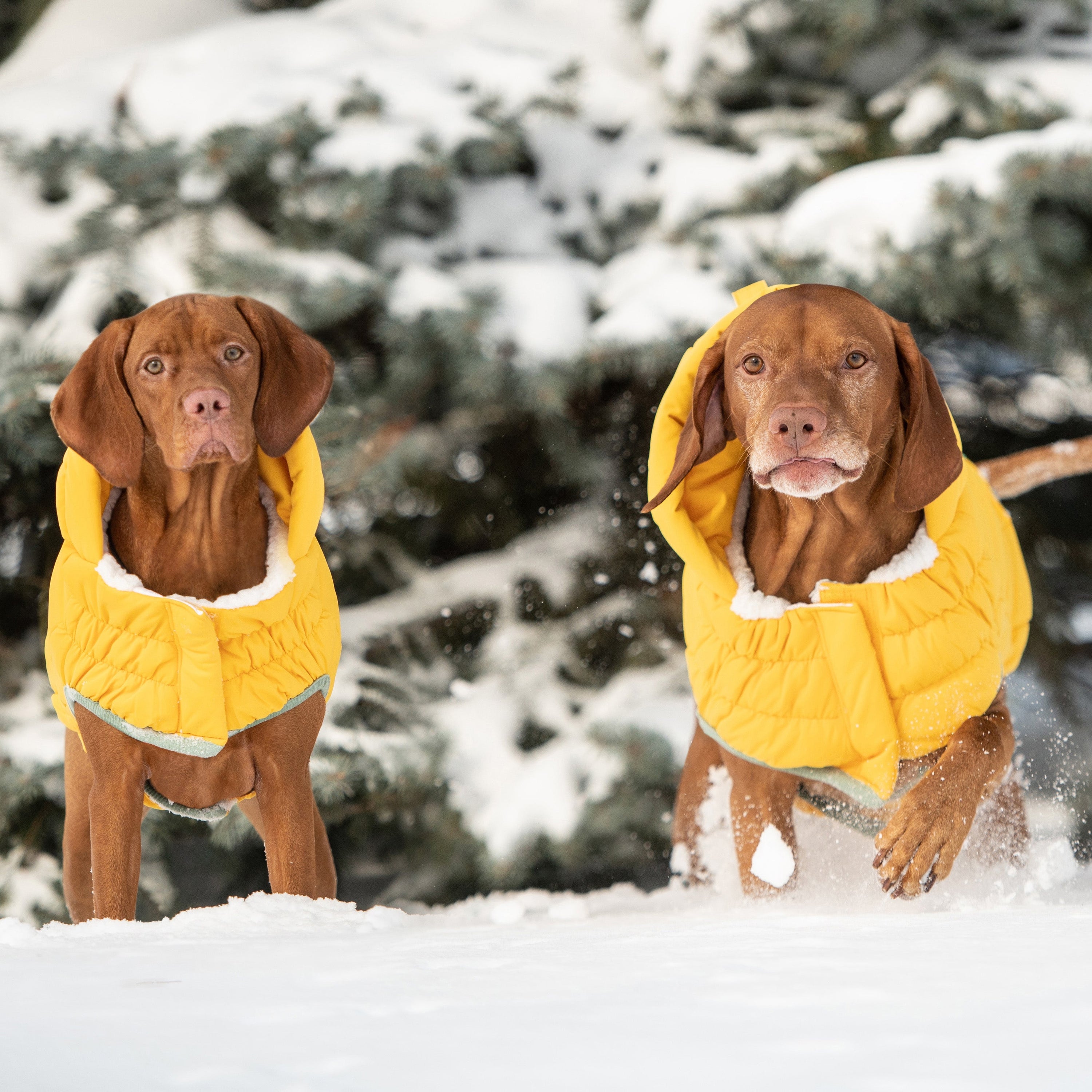 Yellow Arctic Dog Parka - Cozy Winter Coat for Pets