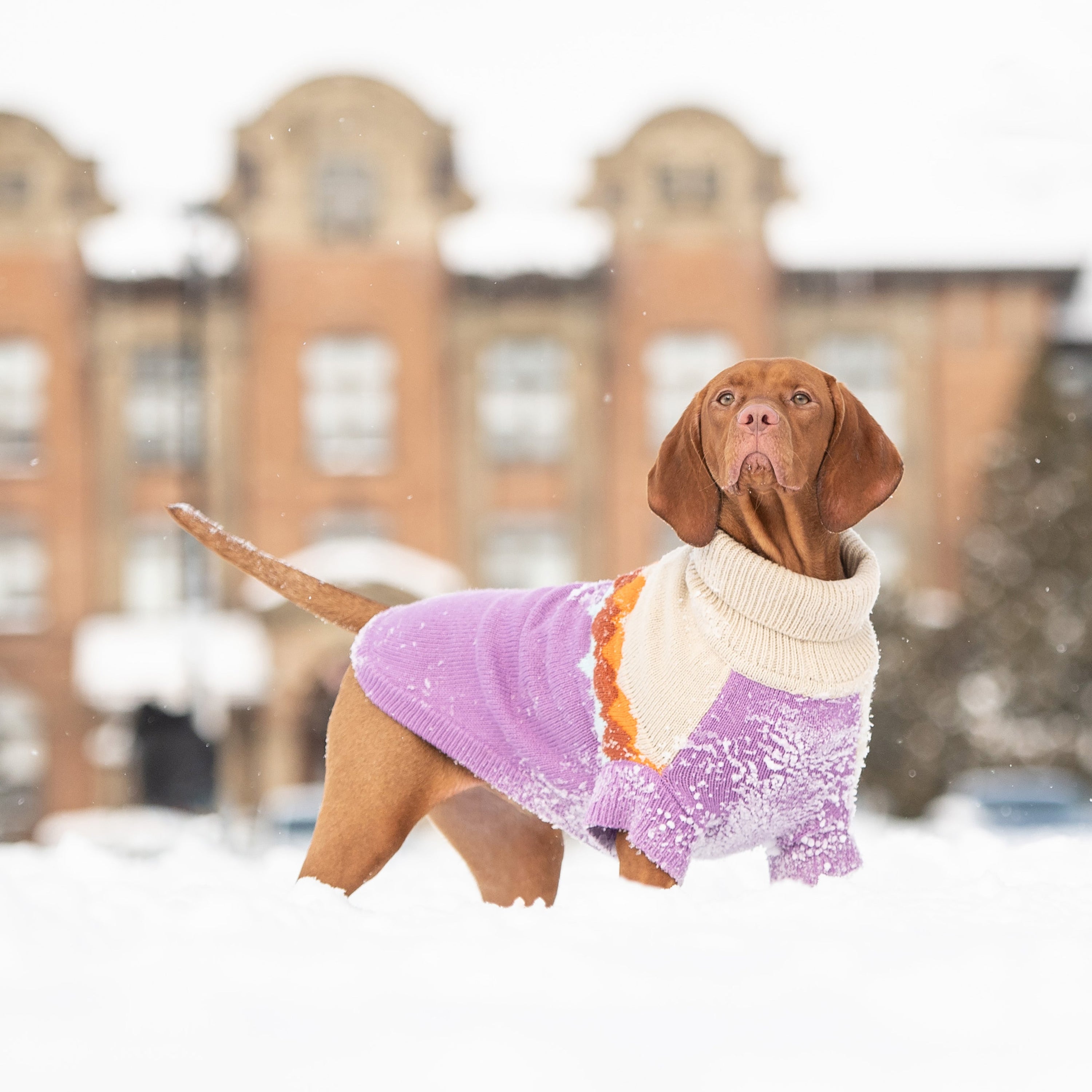 Cozy Fireside Purple Dog Sweater - Warm Knit Turtleneck for Pets