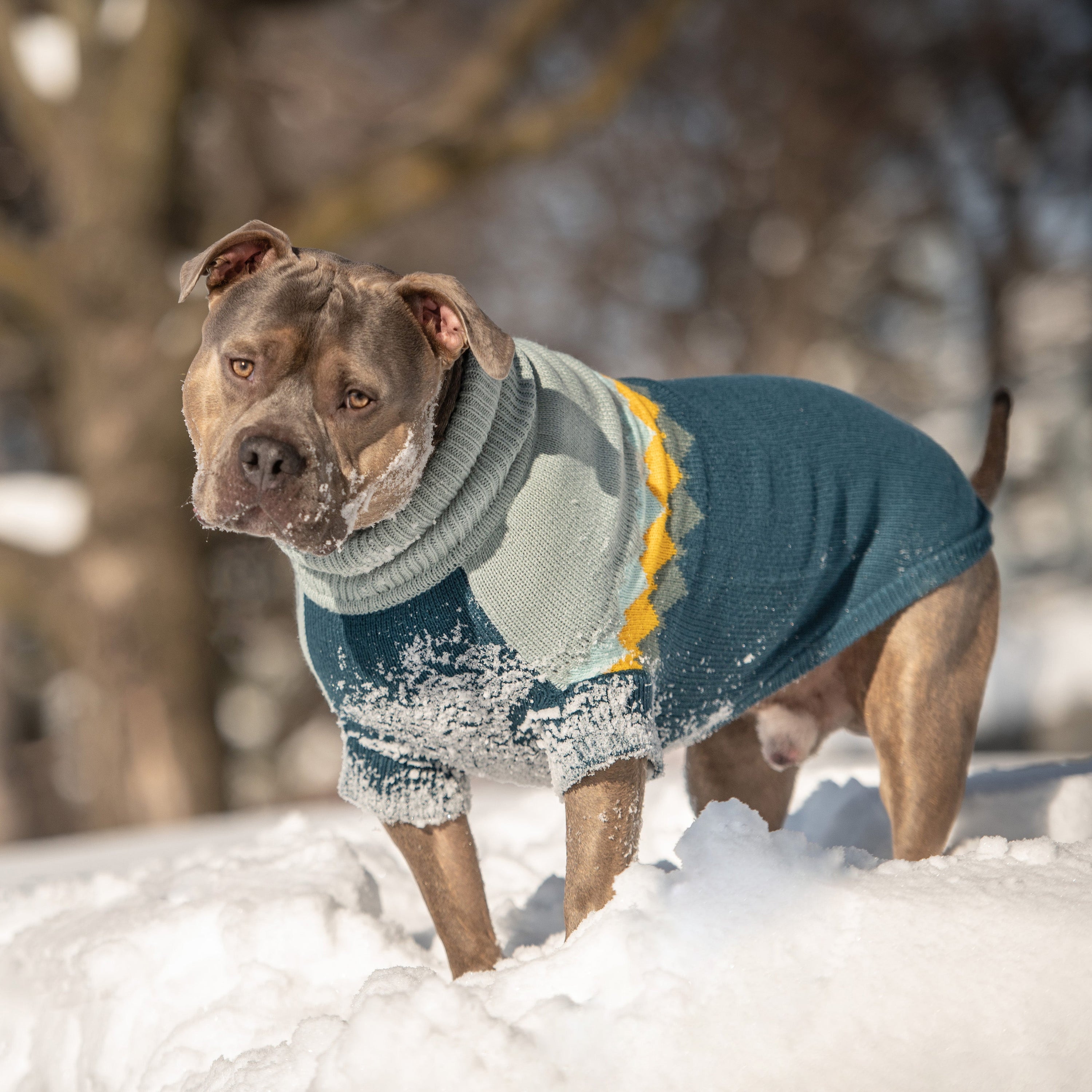 Cozy Fireside Teal Dog Sweater - Warm Knit Turtleneck for Pets