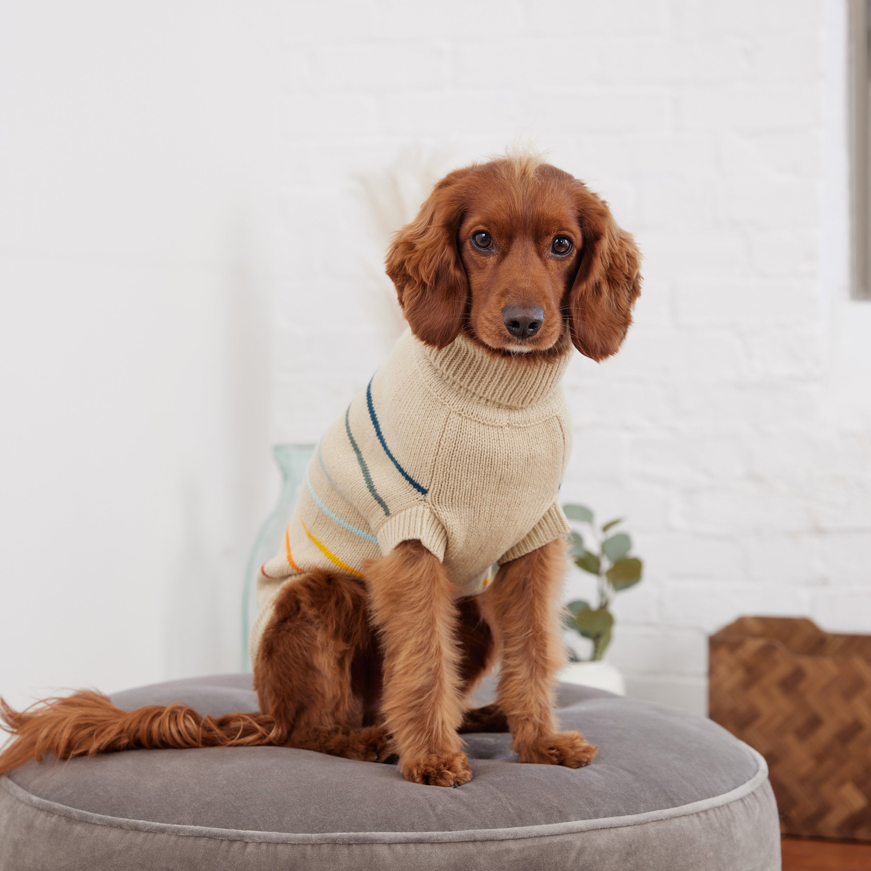 Arctic Sweater - Sand | Stylish & Cozy Dog Sweater for Winter