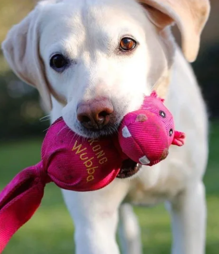 KONG Wubba Ballistic Friend Interactive Tug and Toss Dog Toy