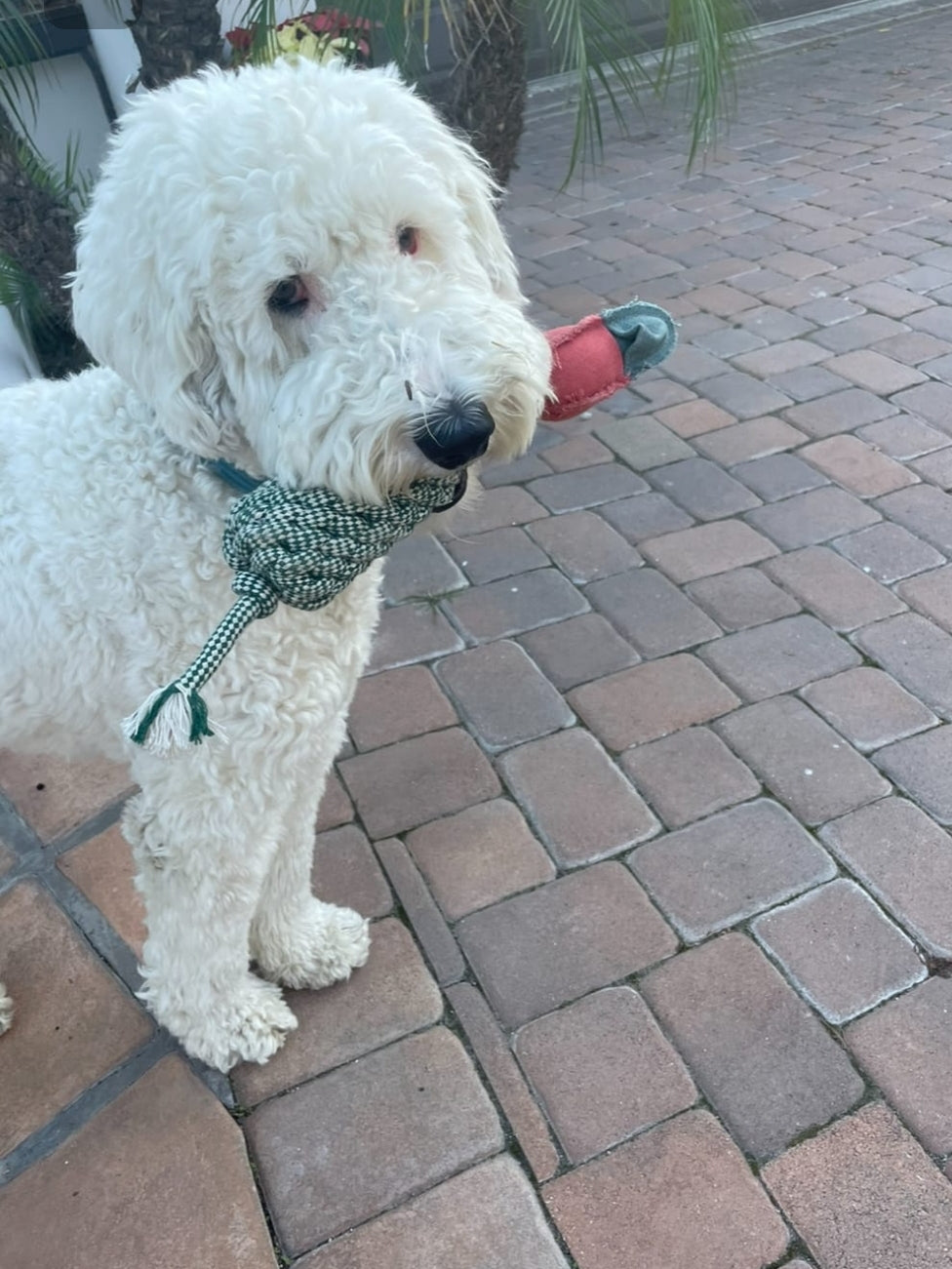 SPUNKY PUP Fly & Fetch Rope Duck: Ultimate Interactive Dog Toy