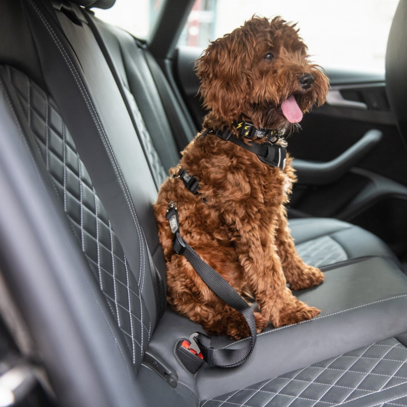 GF Adjustable Black Seat Belt Tether for Pets